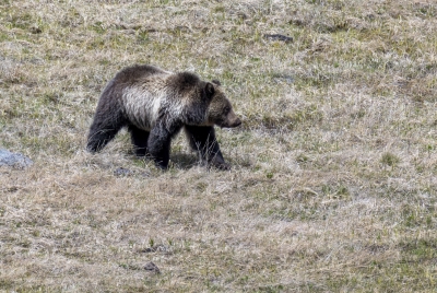 Grizzly Bear May 2025